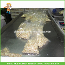 Excellent Quality Reasonable Price Fresh Peeled Garlic